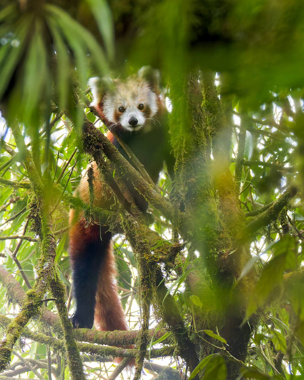 RED PANDA & BIRDING EXPEDITION- 16.04.2025